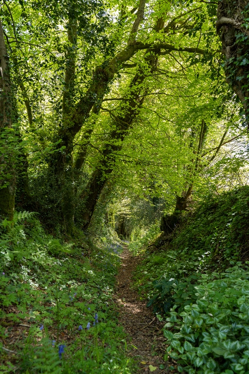 Les magnifiques chemins creux de randonnée de la commune de Quistinic dans le Morbihan
