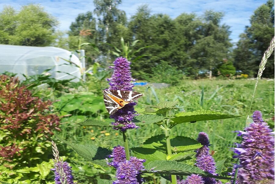 Ferme maraichère utilisant des techniques de permaculture, culture sur sol vivant, syntropie, à Quistinic dans le Morbihan, Bretagne